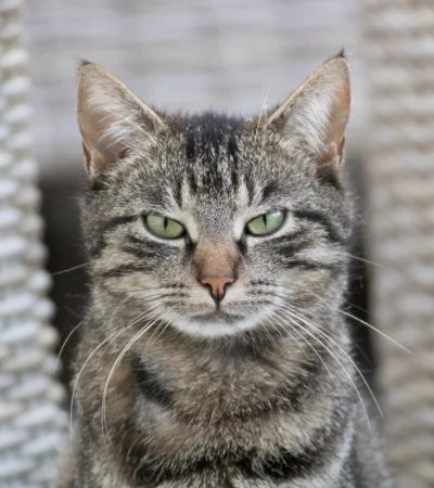 El lenguaje secreto de los gatos: aprende a comunicarte con tu felino.