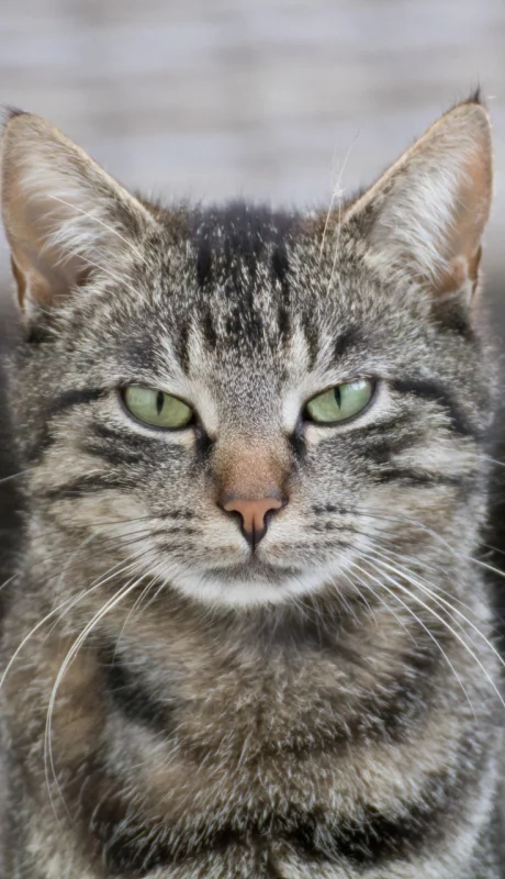 El lenguaje secreto de los gatos: aprende a comunicarte con tu felino.