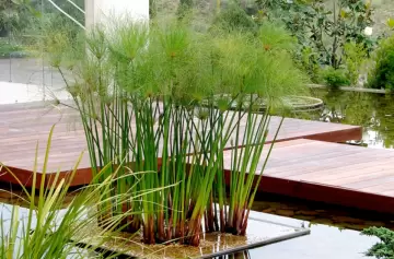 ¿Sabías que hay una planta que perfuma tu casa y además cuida el medio ambiente?