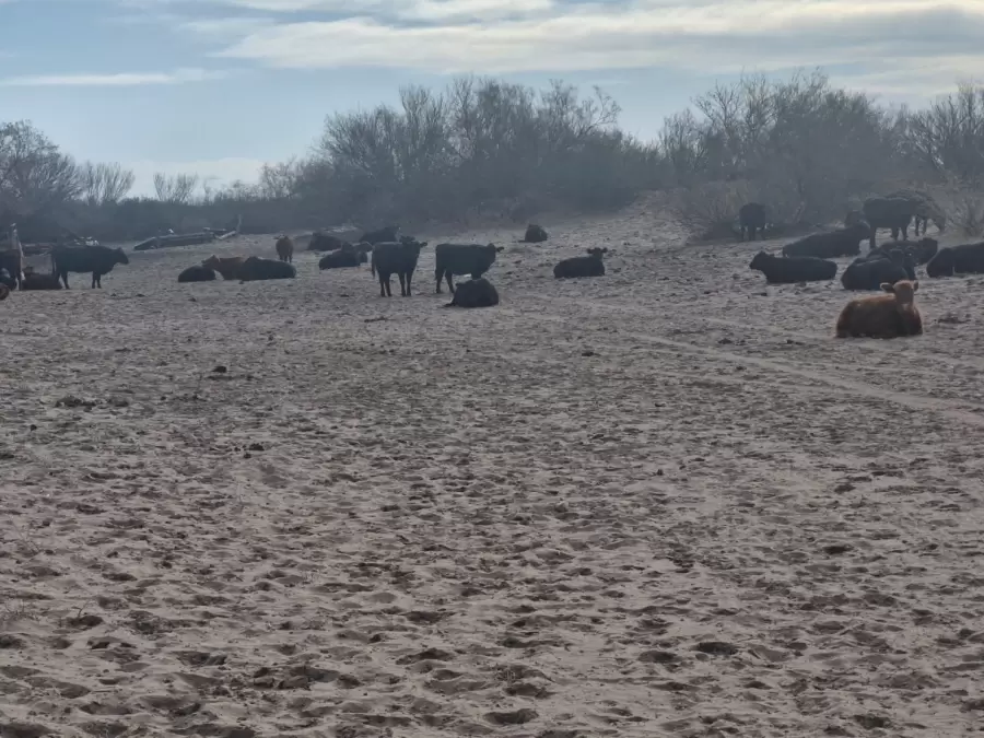 Crianza en zonas de poca agua