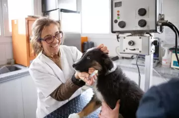 Cuánto cuesta mantener a un perro en un hogar argentino