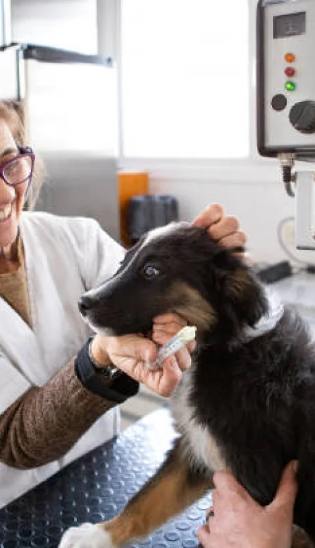 ¿Cuánto sale mantener a un perro en Argentina?