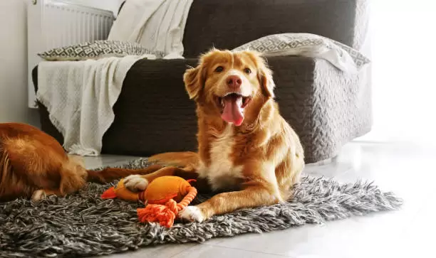 Esto sale cuidar a tu perro en Argentina.