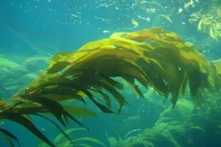 El alga Wakame es una fuente rica de ácido eicosapentaenoico, un ácido graso omega-3.