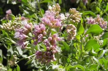 Mendoza: una planta autóctona podría servir para nuevos tratamientos contra el cáncer
