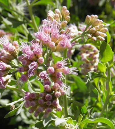 La planta comunmente llamada 'pajaro bobo' es objeto de estudios para determinar sus propiedades contra el cáncer. (Foto: Conicet Mendoza)