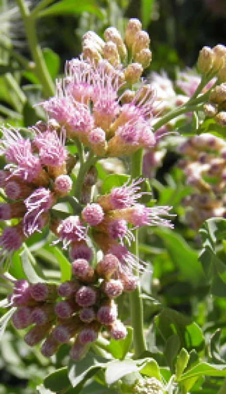 La planta comunmente llamada 'pajaro bobo' es objeto de estudios para determinar sus propiedades contra el cáncer. (Foto: Conicet Mendoza)