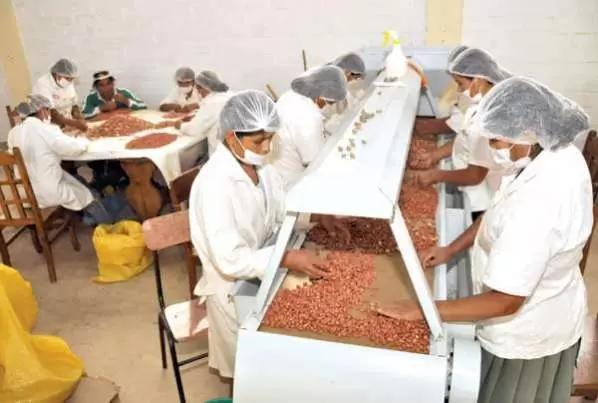 En esta planta se aprovecha hasta la película que recubre a la semilla. De ella se puede obtener, incluso, alimento para mascotas.