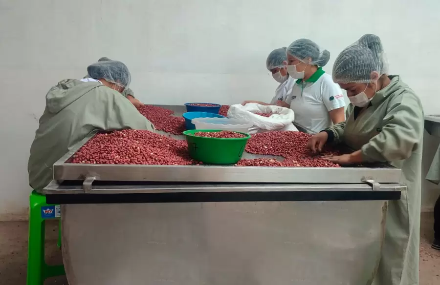 La provincia con mayor producción de maní es Córdoba. Pero no es la única: San Luis, Buenos Aires y Río Negro también producen.