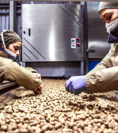 En lo que respecta a exportaciones de maní, superamos a la India. Un récord.