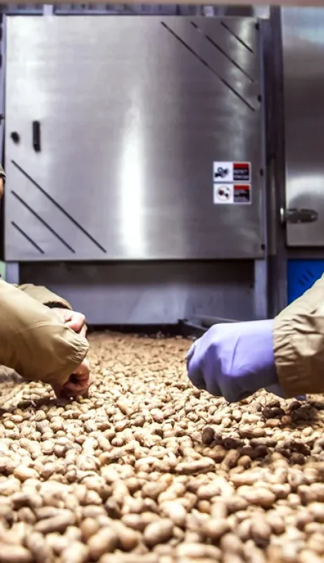 En lo que respecta a exportaciones de maní, superamos a la India. Un récord.