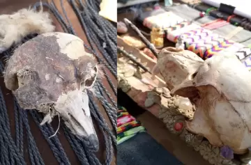 Decomisan artesanías con restos de animales protegidos en Mendoza