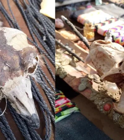 Restos de animales en artesanías./