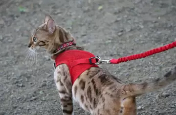Si tu gato está estresado, ¿lo sacarías a pasear con una correa?