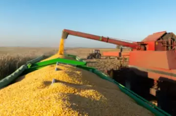 Córdoba: una nena de cinco años murió asfixiada al caer en una tolva con maíz