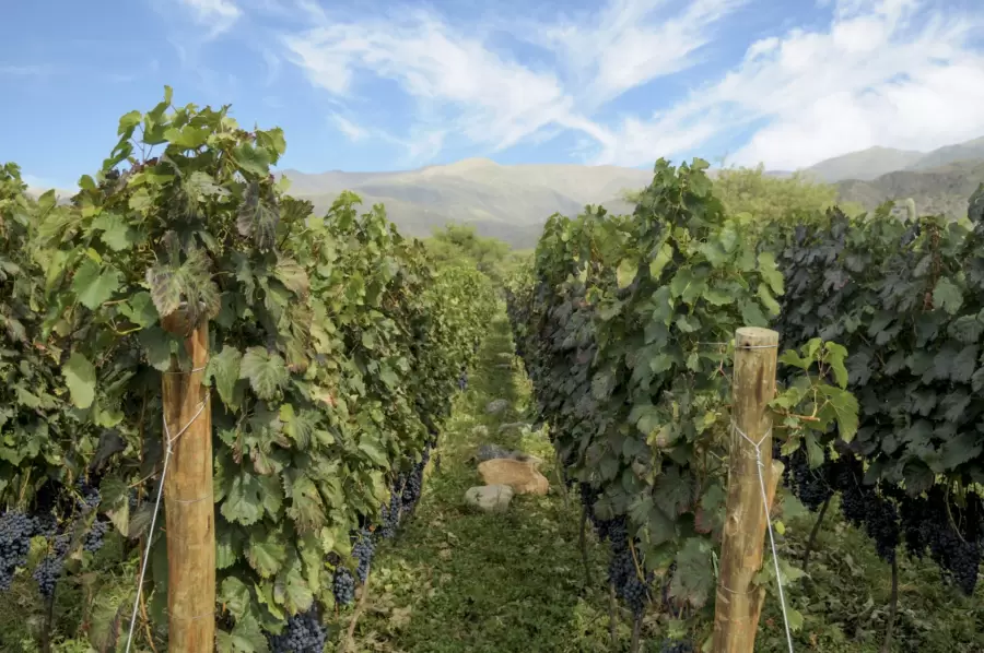 Trazabilidaad de la producción