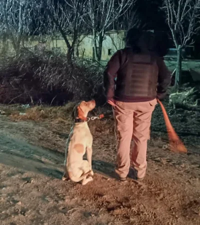 Fito mira fijamente a su compañero humano a la espera de alguna orden para emprender su labor. /