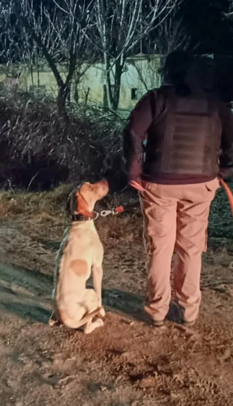 Fito mira fijamente a su compañero humano a la espera de alguna orden para emprender su labor. /