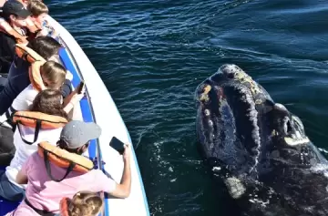 Récord histórico en la Península de Valdés: más de 2100 ballenas en la temporada