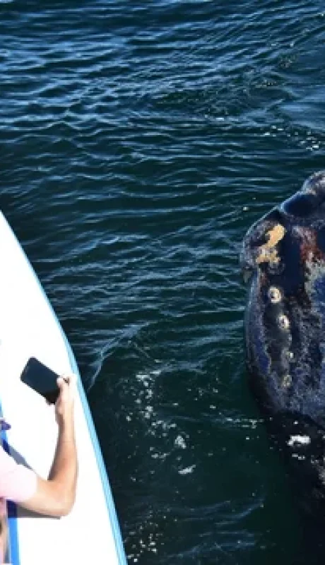 Ballena Franca Austral