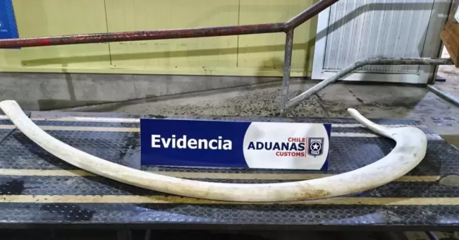 La costilla de ballena confiscada por la Aduana chilena. (Foto: gentileza El Cordillerano)