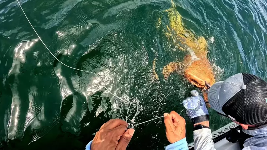 Las investigaciones se publicaron en la revista Marine Biodiversity.