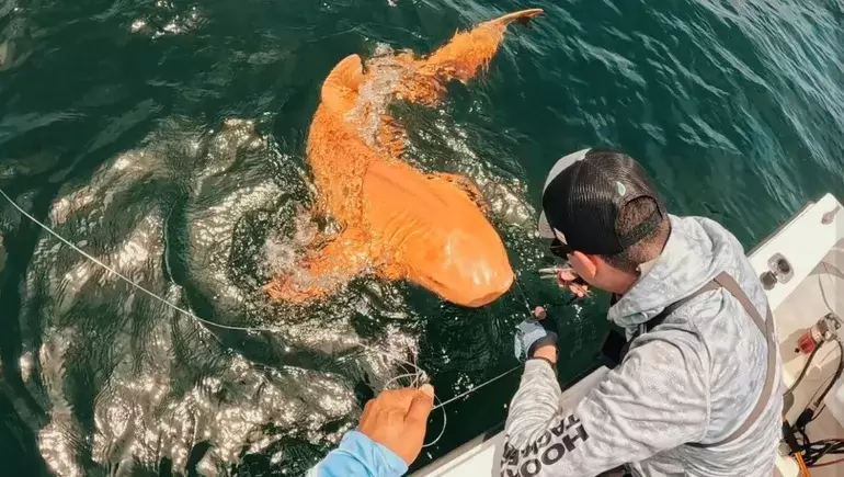 Los pescadores deportivos devolvieron el ejemplar al mar, luego de pescarlo y sacarle fotografías.