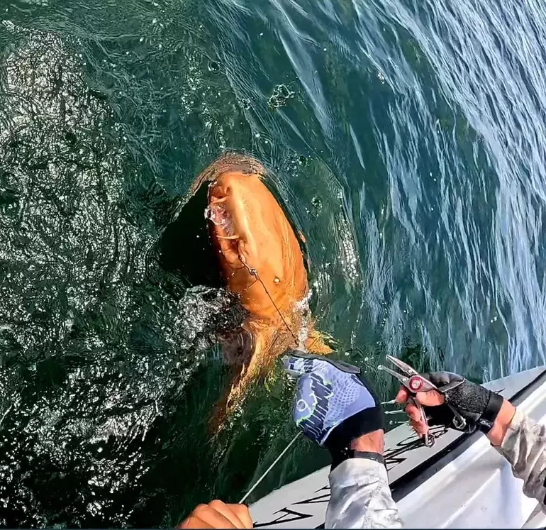 El tiburón naranja padece de una mutación genética. Es el equivalente al albinismo.