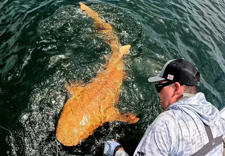 El hallazgo sucedió en el año 2024, en aguas de Costa Rica.