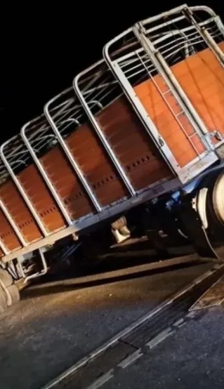 Este camión ganadero volcó en la ruta al chocar con un utilitario. (Foto: gentileza Crónica)