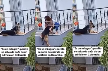 Video: perro lucha por su vida para no caer desde un balcón