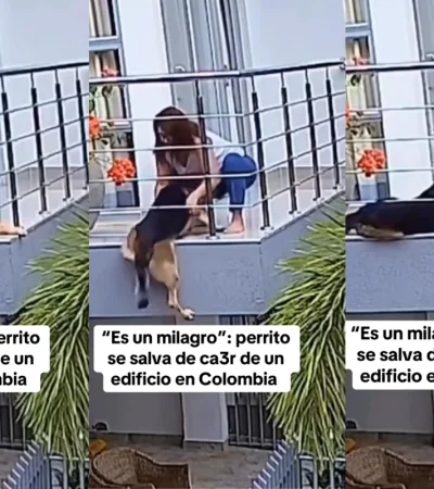 El emotivo momento en que un pastor alemán casi cae de un balcón y es salvado por su dueña conmovió a miles en TikTok.