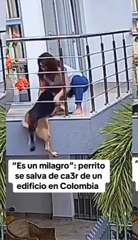 El emotivo momento en que un pastor alemán casi cae de un balcón y es salvado por su dueña conmovió a miles en TikTok.