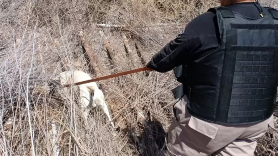 Fito en plena búsqueda.