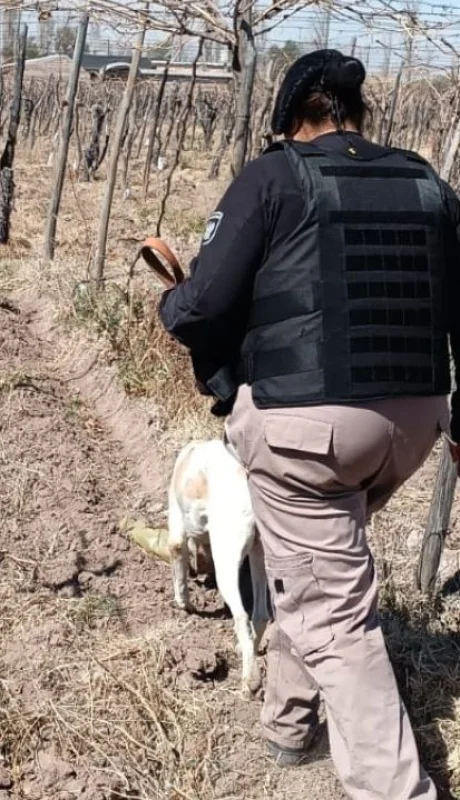 El olfato de Fito fue decisivo para esclarecer el hecho.