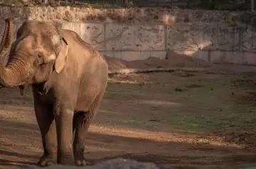 Autopsia de Tamy: se conoció de qué murió el elefante del Ecoparque de Mendoza