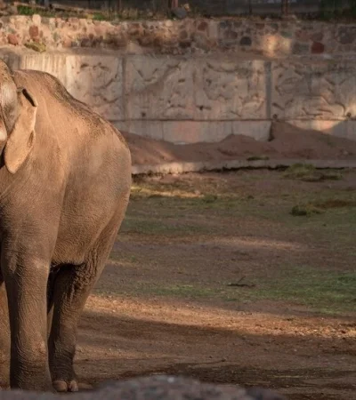 Tamy, el elefante del Ecoparque falleció a los 55 años/ Fuente: Prensa Gobierno de Mendoza