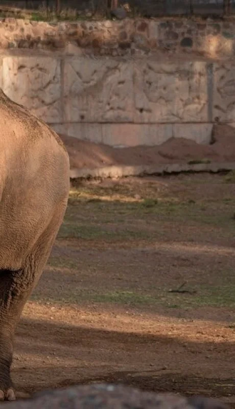 Tamy, el elefante del Ecoparque falleció a los 55 años/ Fuente: Prensa Gobierno de Mendoza