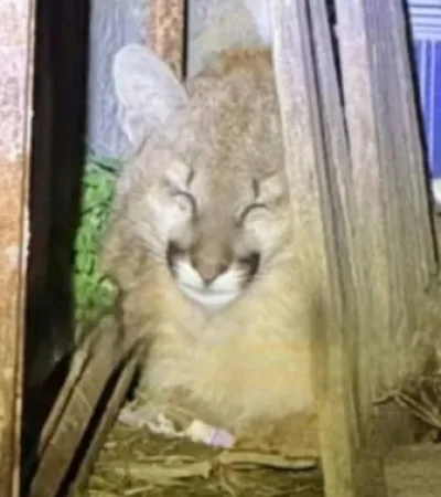 Sorpresa y temor: los vecinos del barrio Santa Rafaela, de Añatuya, vieron en primera persona a un cachorrito de puma.