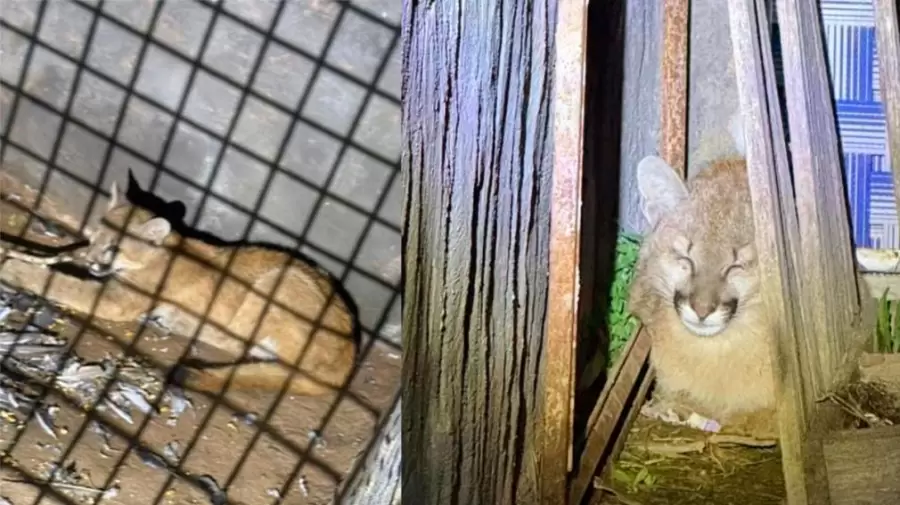 Un equipo de la Fundación Fundación Mundo Sano llegó hasta la casa, para atender al cachorro.