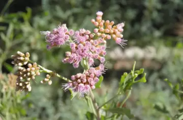 Pájaro bobo: de maleza a esperanza científica en la lucha contra el cáncer