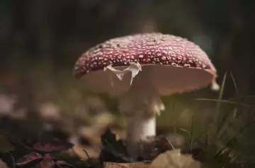 Hongos en Mendoza: cómo recolectarlos, cultivarlos y sumarlos a tu cocina