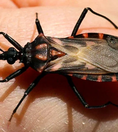 La enfermedad de chagas puede afectar a personas de cualquier edad.