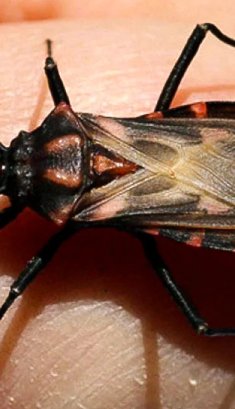 La enfermedad de chagas puede afectar a personas de cualquier edad.