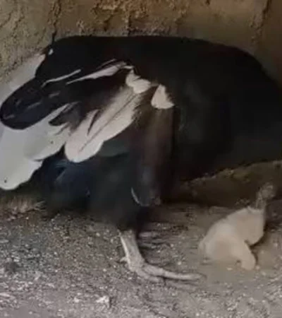 Yuspe nació el pasado 2 de septiembre en Córdoba.