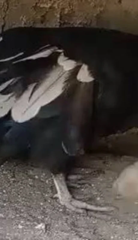 Yuspe nació el pasado 2 de septiembre en Córdoba.