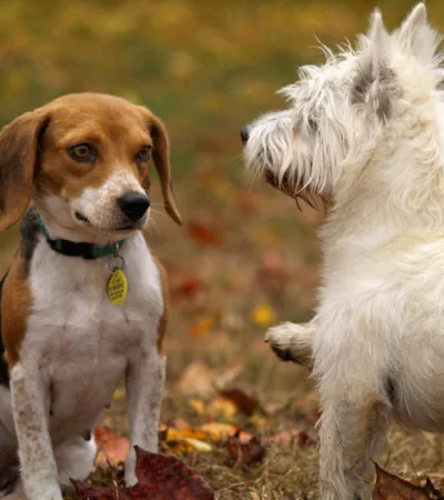 Ensayos en Estados Unidos prueban fármacos antioxidantes para aumentar la longevidad de perros,