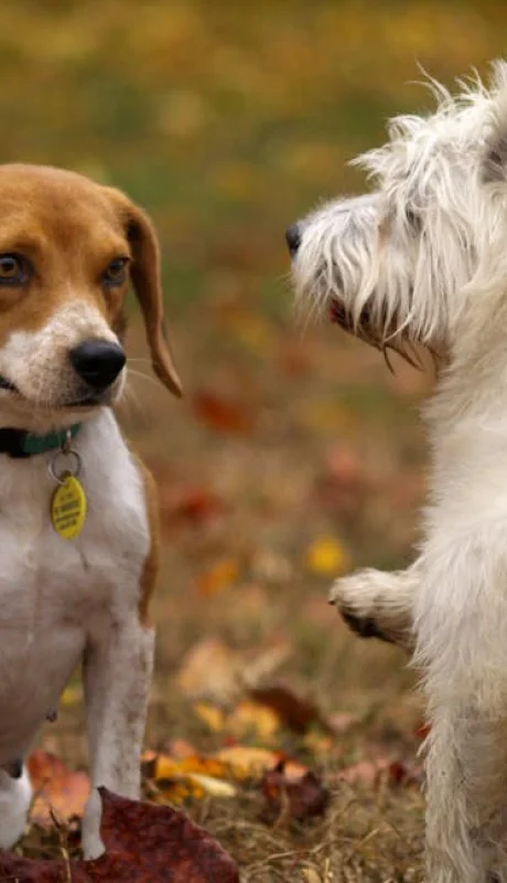 Ensayos en Estados Unidos prueban fármacos antioxidantes para aumentar la longevidad de perros,