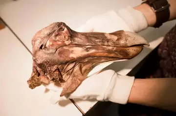 Qué es el dodo y por qué fascina a gran parte de la comunidad científica