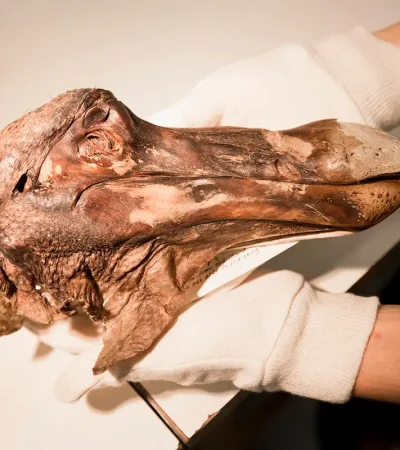 Investigadores buscan "revivirlo" con modernas técnicas. (Foto: archivo web)